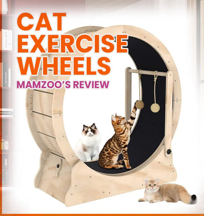 Best Cat Exercise Wheels: Tested by Mamzoo Pet Store!