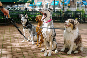 Maintain control and ensure your dog's safety during walks with a strong and durable leash from Mamzoo Pet Store. Explore our collection to find the right leash for your furry friend.