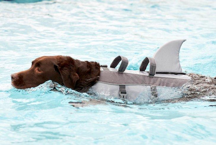 Adjustable Shark Life Vest for Dogs - Mamzoo | Your Pet's Favorite Store