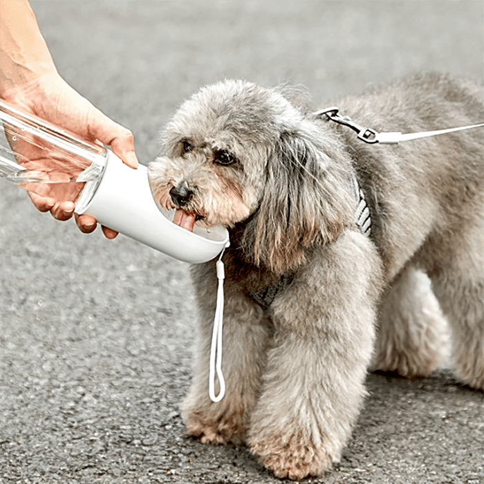 Portable Pet Filtered Water Bottle - Mamzoo | Your Pet's Favorite Store