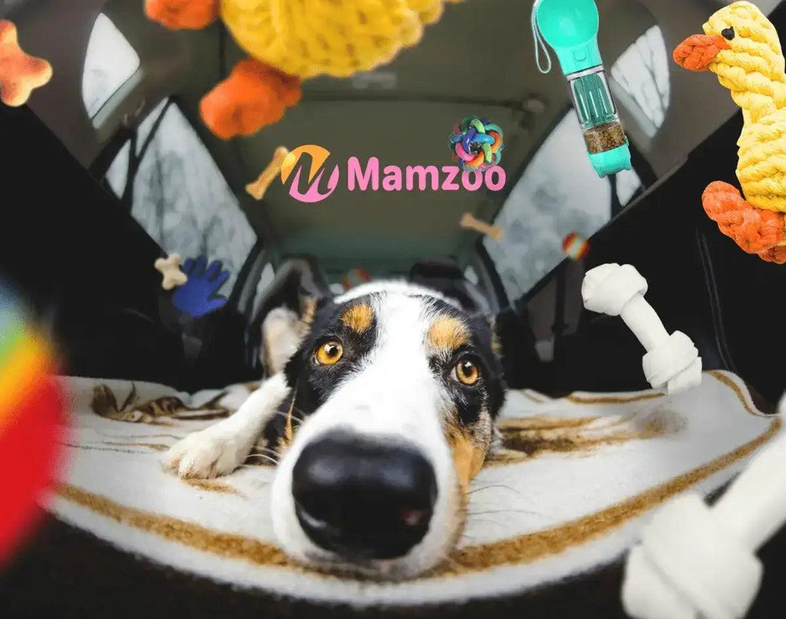 The Ultimate Guide to Outdoor Pet Essentials:Everything You Need for a Pawsome Adventure! - Mamzoo | Your Pet's Favorite Store