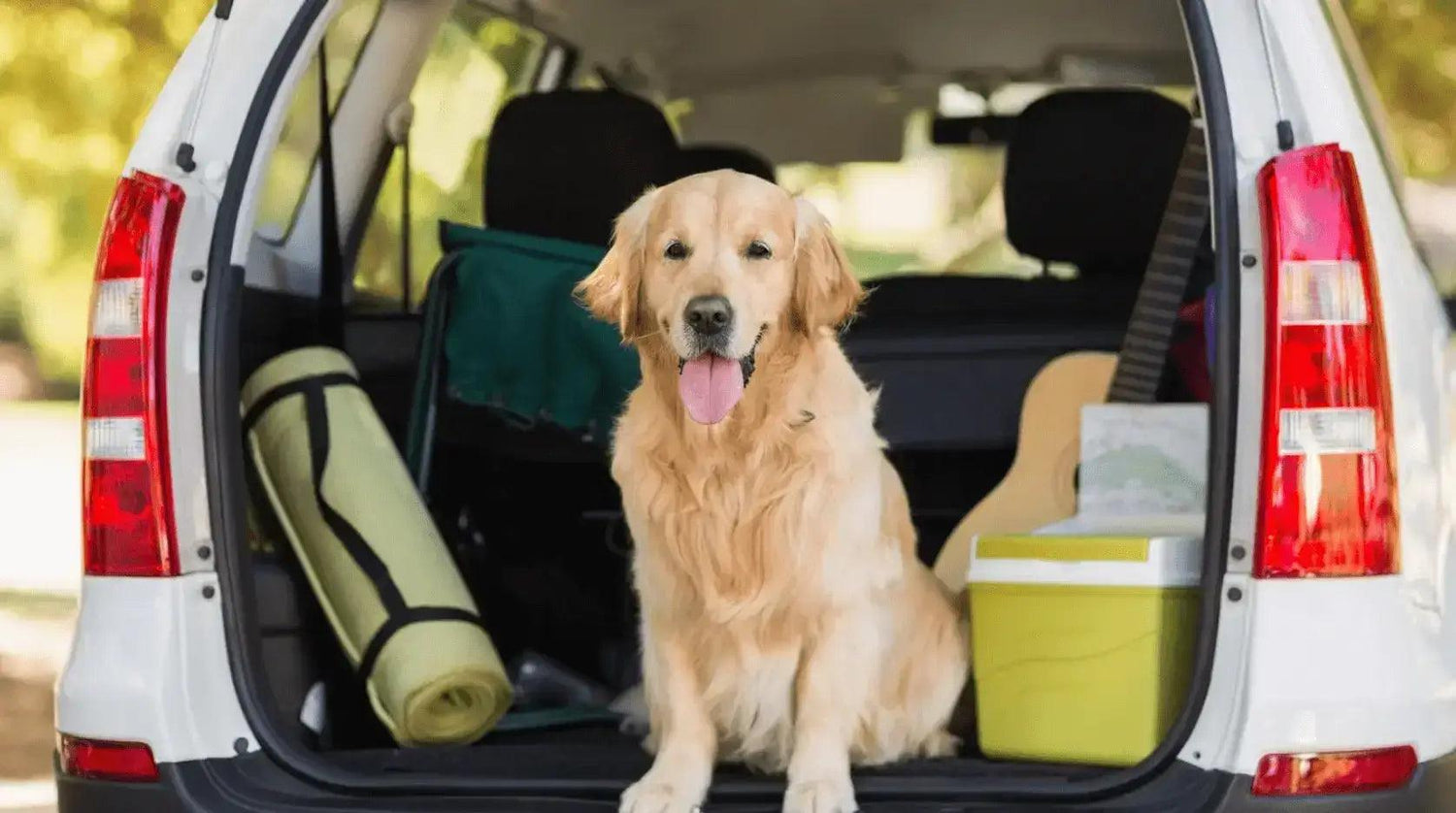 Outdoor Pet Essentials - Mamzoo | Your Pet's Favorite Store