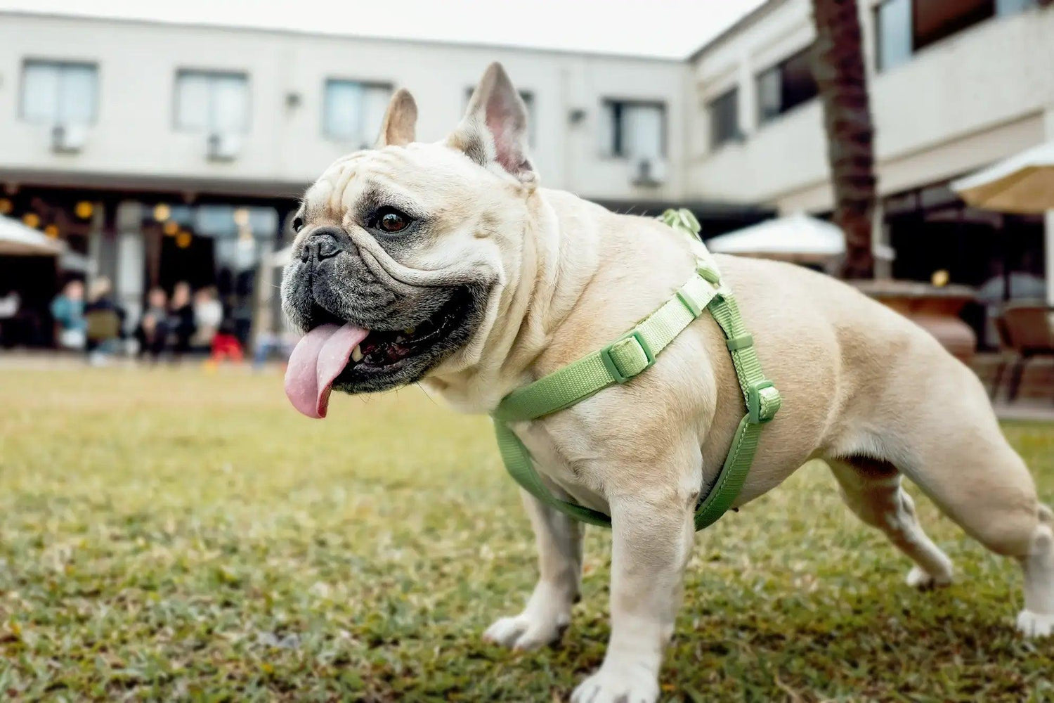 Dog Harness - Mamzoo | Your Pet's Favorite Store