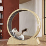 One Fast Cat Exercise Wheel - Mamzoo | Your Pet's Favorite Store