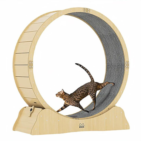 One Fast Cat Exercise Wheel - Mamzoo | Your Pet's Favorite Store